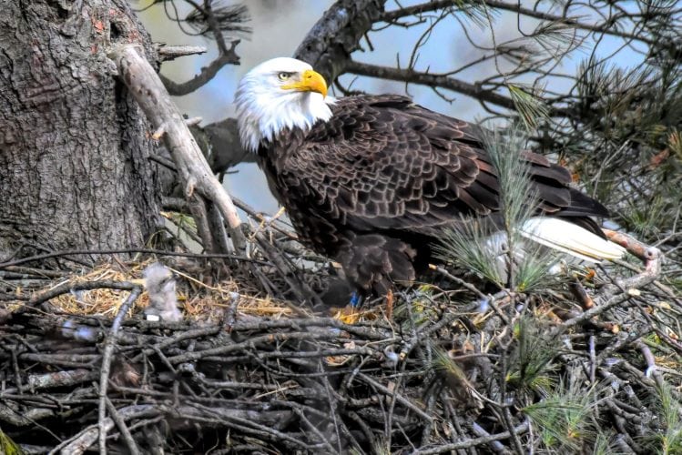 Bald eagle nesting season wraps up as bird of prey makes comeback